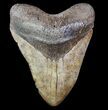 Fossil Megalodon Tooth - Georgia #78082-1